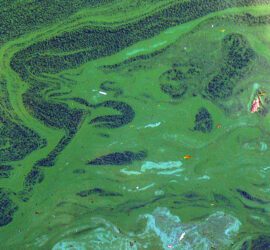 Cyanobacteria Efflorescence